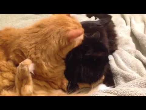 4 Minutes of My Cats Grooming Each Other