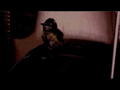 Dynamo destroy minipták