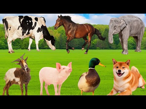 Cute Animal Moments: Wolf, Duck, Goat, Chicken, Cow, Dog, Rabbit, Horse – Animal Videos