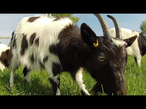 Bagot Goats - intro to our new herd.