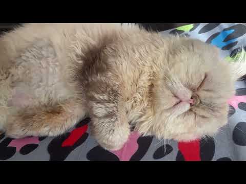 My cookiecat snores!!Do you like him?!🥹گربه من خروپف میکنه!! دوستش داری؟#cat #catlover