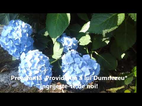 Coronița Providenței