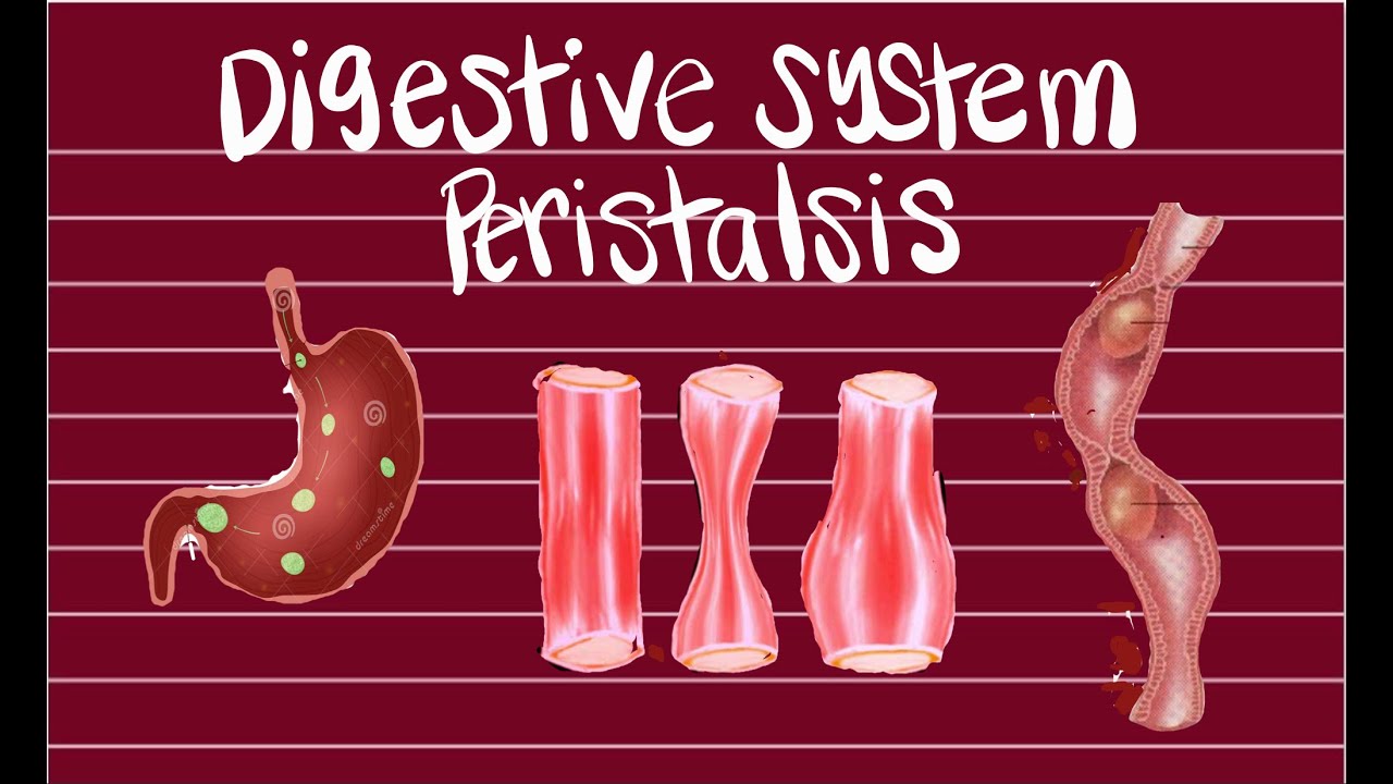 What is peristalsis? Eomox