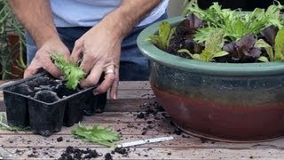 Sustainable Vertical Gardening & Lettuce care & A Special Fan Appreciation Day (2.2)