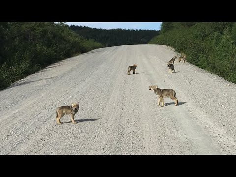 Cute Wolf Puppies howling