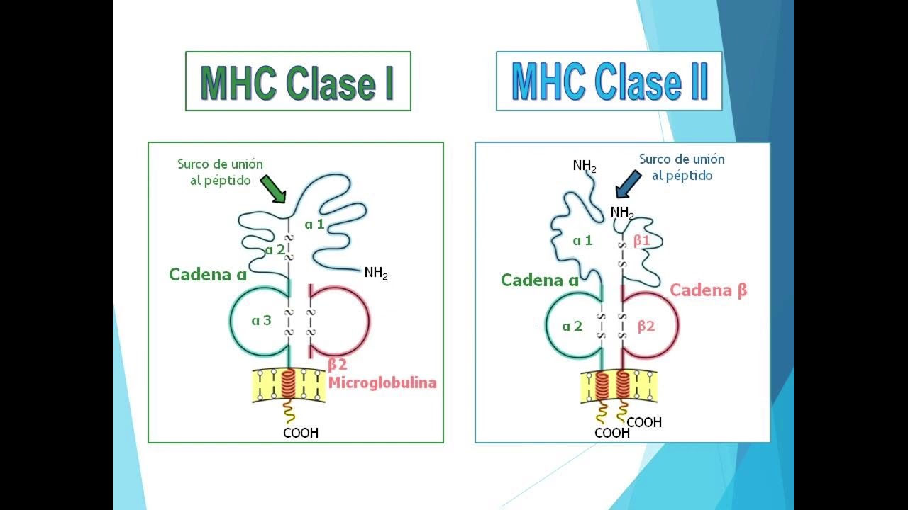 Tema 6-Complejo Principal de Histocompatibilidad
