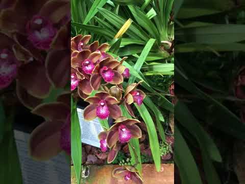 Prutha’s Jersey Orchid Foundation visit