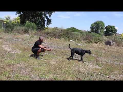 Vídeo de STACY 