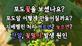 포도알은 어떻게 생길까? 꽃떨이, 잔알, 1차 지베렐린 처리적기가 중요한 이유