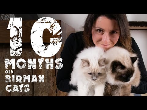 Briman cats in first 10 months | Awesome Birmans | Cats diary