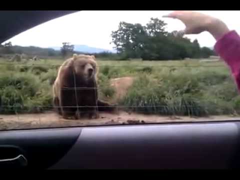 超可愛 熊 懂跟人揮手 