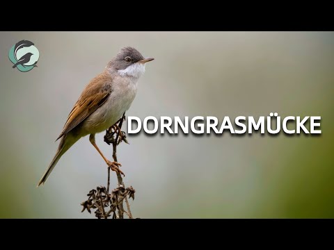 DORNGRASMÜCKE💮Zwitscherportrait 💮 Vogelstimmen, Vogelportrait, Steckbrief