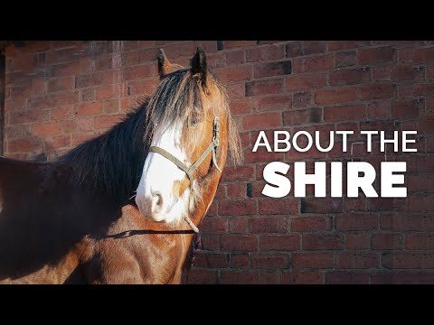 About the Shire | Horse Breeds