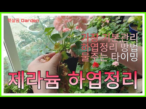 , title : '제라늄 하엽 관리 (물주는 팁)ㅣDaily management for Pelargoniums'