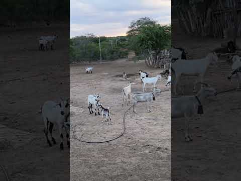 #sertão#Ibimirim#Pernambuco