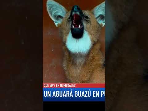 Rescataron a un aguará guazú en Puerto San Martín Es un animal joven y será trasladado a una reserva