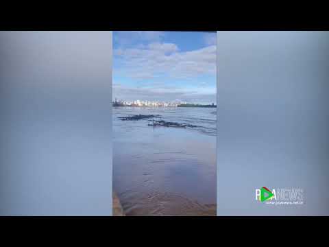 Troncos São Arrastados Pela Correnteza do Guaíba e Acumulam na Ponte Velha