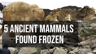 5 Ancient Mammals Found Frozen in Siberian Permafrost.