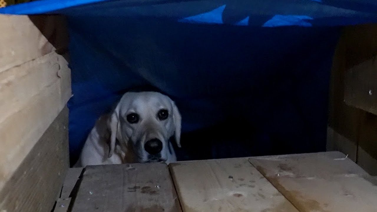 집 나간 강아지가 간 곳..... 1시간만에 찾았습니다... ｜ Where the dog went on her own…Took me an hour to find her…