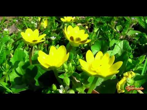 Vojto - video - Relax 1047 - Jarné kvety - 2K (saxafón)