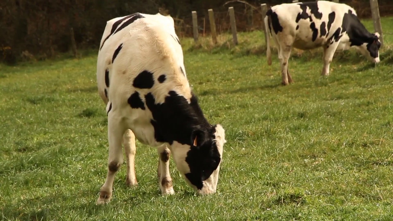 Agropecuária e seus Impactos no Ecossistema