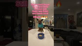 🧀🌾🥚how make food f puppy?Rusty needs healthy and tasty foods!Rusty is like that foods!