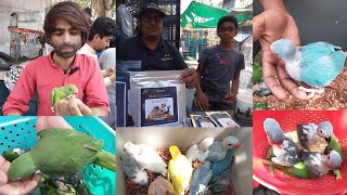 lalukhet birds Market latest update 2024 of Exotic Parrot Baby price April 21|| Karachi Sunday bazar