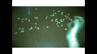 Download lagu Viva video tricks mp3