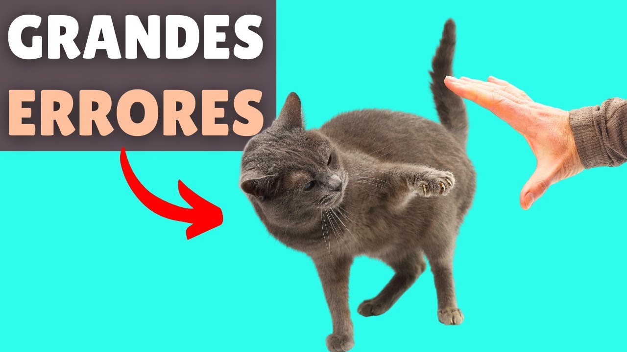 50 ERRORES que debes EVITAR con tu gato 💥