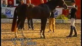 Video von Belissimo NRW