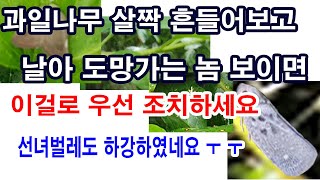 과일나무 살짝 흔들어보고 날아 도망가는 놈 있으면 우선 이렇게 조치하세요. 과일나무 병충해 방제, 갈색날개매…