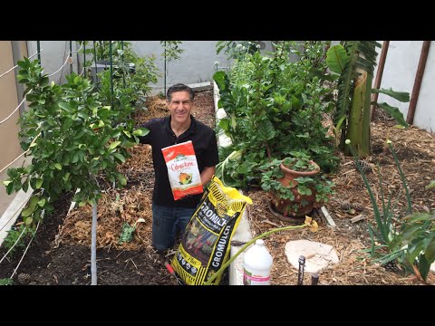 download lagu mp3 mp4 Good Citrus Fertilizer, download lagu Good Citrus Fertilizer gratis, unduh video klip Good Citrus Fertilizer