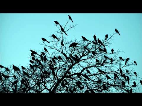 Birds singing in the morning - the relaxing sound of natural chirping birds