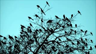 Birds singing in the morning - the relaxing sound of natural chirping birds