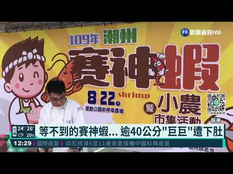 等不到的賽神蝦... 逾40公分"巨巨"遭下肚
