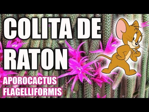 , title : 'REPRODUCCION Y CUIDADOS DE LA COLA DE RATON - El jardin de Monii'