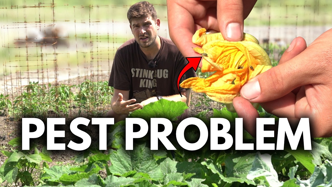 I was DONE Growing Zucchini Until I Learned How To Control Squash Bugs and Vine Borers