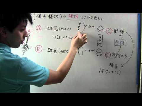 一年生のヒメバネ 植物