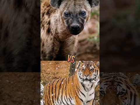 Lion Vs Hyena vs Tiger vs Hyena vspitbull vs lion #viral #shorts