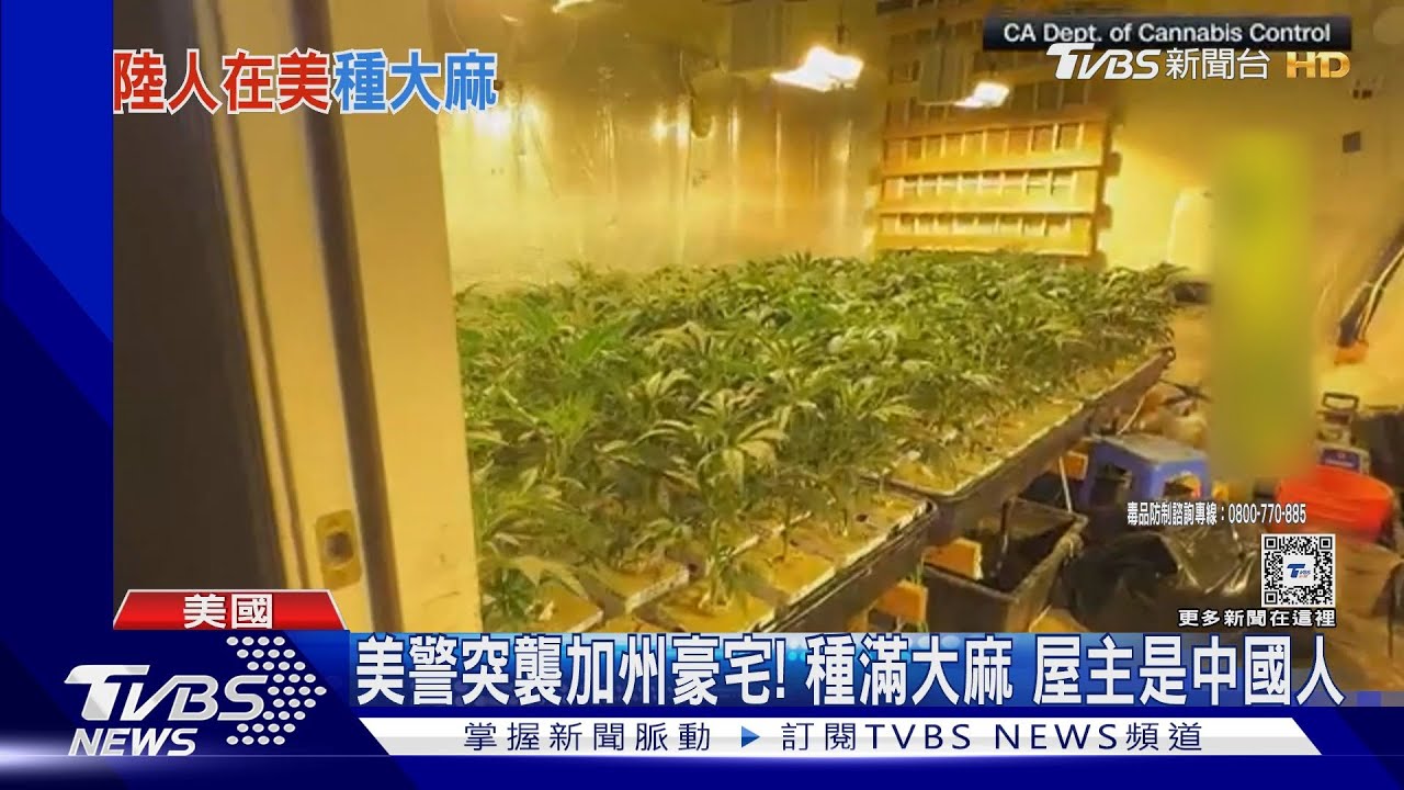 美警突襲加州豪宅! 種滿大麻屋主是中國人