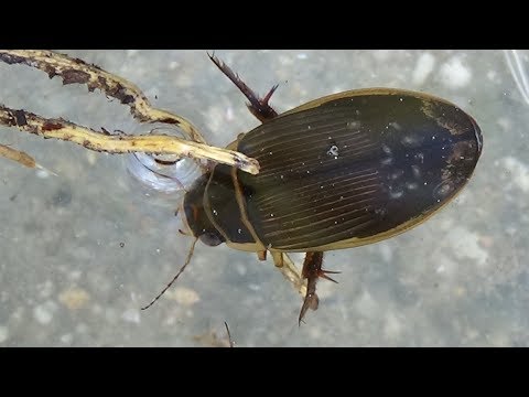 , title : 'Escarabajo asesino buceador (Dytiscus marginalis). La criatura del pantano. GONZALO.'