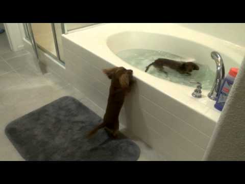 Not Every Dog Hates a Bath - Adorable!