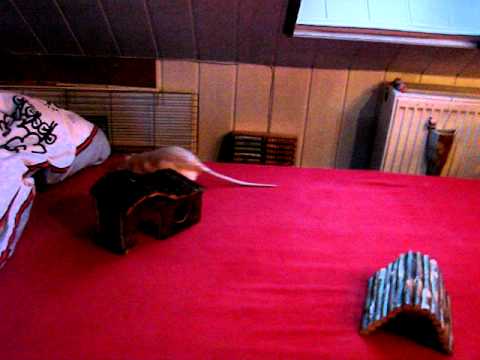 Vergleich taube/blinde vs. hörende/sehende Ratte Teil 1