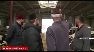 Рамзан Кадыров: Чеченская Республика сделала большой шаг в развитии животноводства и птицеводства