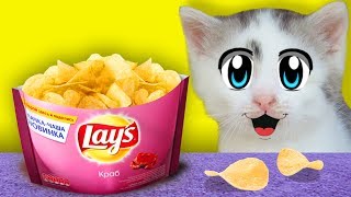 РОЗЫГРЫШ НАД КОТАМИ! СМЕШНОЙ КОТ МАЛЫШ И КОШЕЧКА МУРКА! ПРИКОЛЫ С КОТАМИ! ОЧЕНЬ СМЕШНЫЕ ПРИКОЛЫ 2019