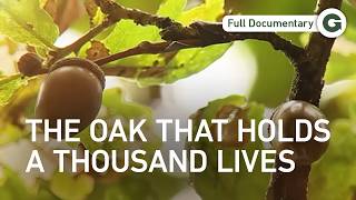 The Immortal Oak: Secrets of Europe’s Ancient Forest | Full Documentary