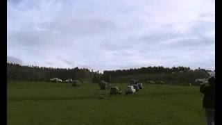 preview picture of video 'Georgian offroad in Manglisi, TR1 start 2011'