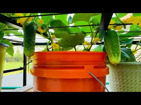 Growing Cucumbers in a container - part 1