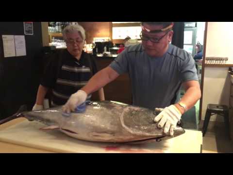 Different species of tuna