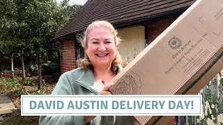 Planting David Austin Bare Root Roses & Refreshing Patio Containers // Cottoverdi